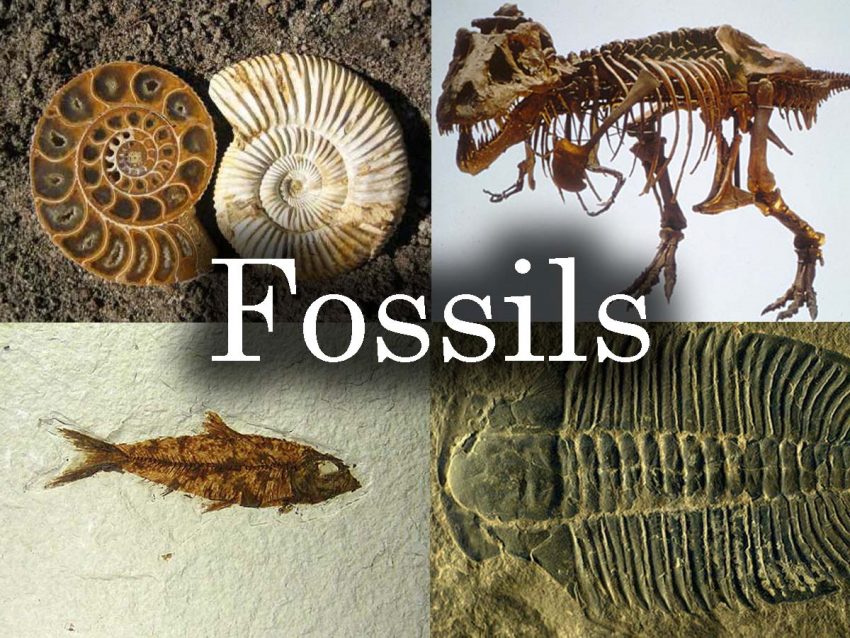 What Are Fossils? Paleontology World